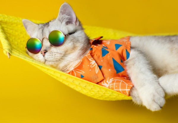 Baju kucing dengan motif ikon populer